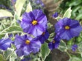 Lycianthes rantonnetii 'Variegata', Blue Potato Bush Ã¢â¬ËRoyal Robe VariegataÃ¢â¬â¢